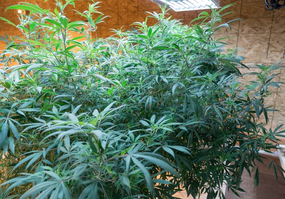 planta madre