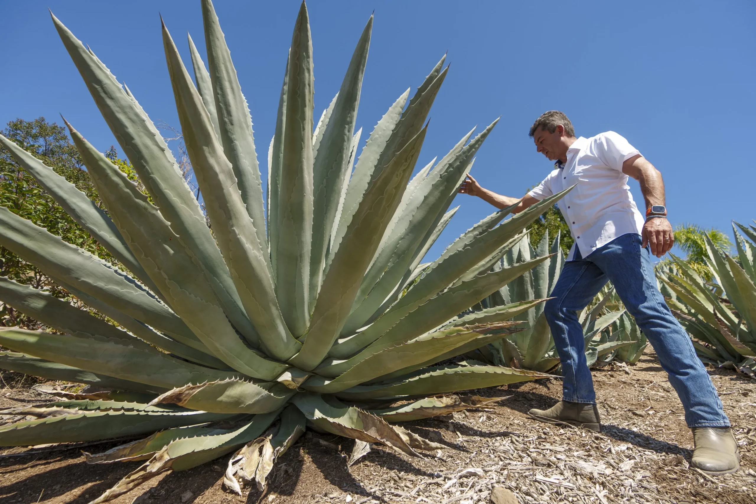 plantas agave scaled