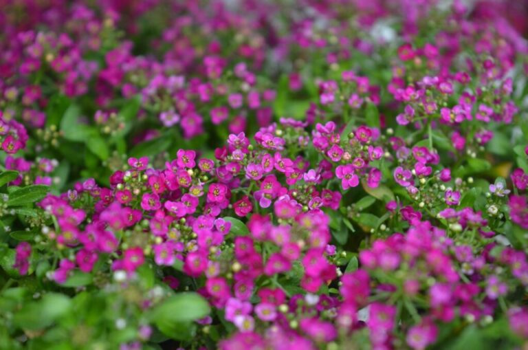 Plantas con flor blanca: 20 bellas flores para tu jardín
