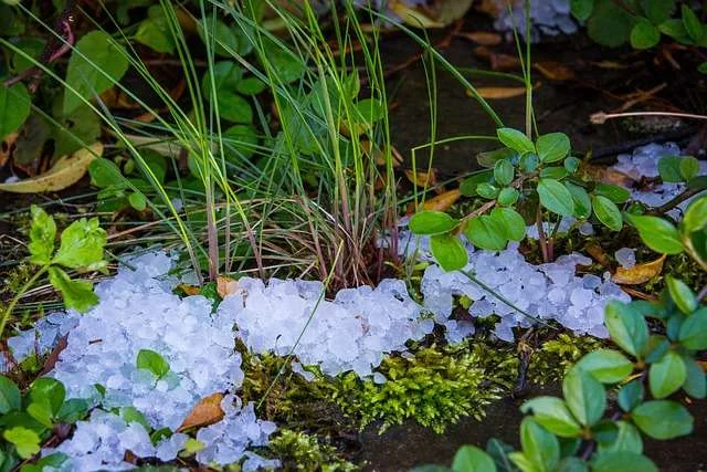 plantas corona de cristo cuidados esenciales para tu jardin