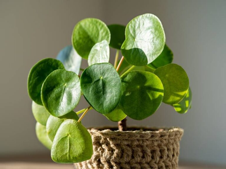 Plantas de buena suerte: 12 especies según el Feng Shui