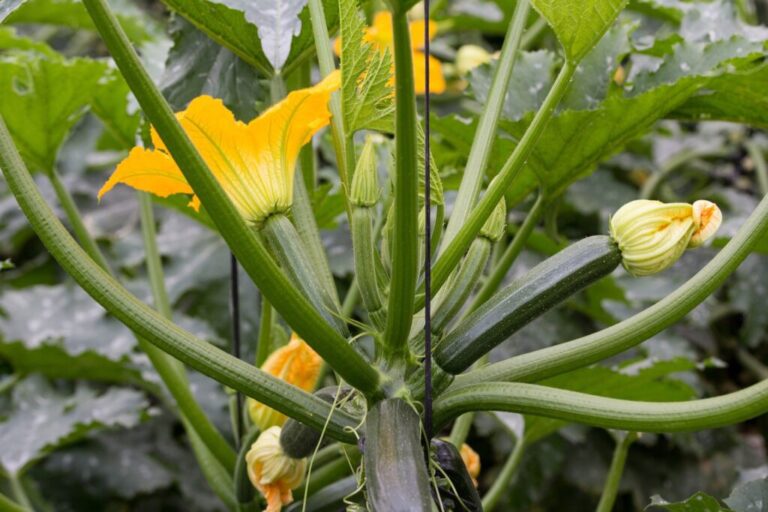 Plantas de café: beneficios y cómo usarlas en tu jardín