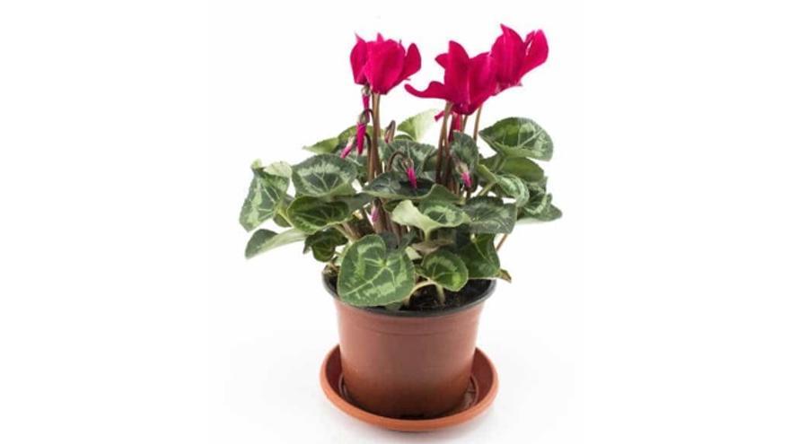 plantas de invierno y verano 20 resistentes al frio y calor
