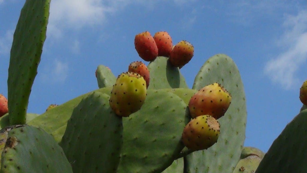 plantas de nopales 18 tipos y caracteristicas de las tunas