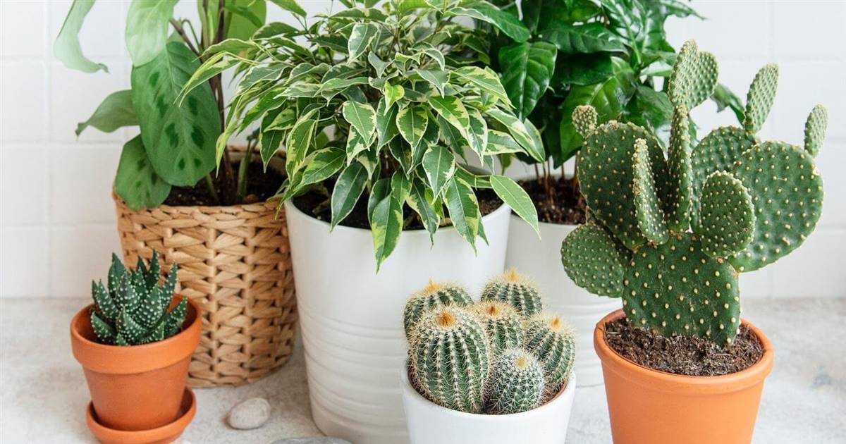 plantas desierto 25 nombres que destacan en zonas secas