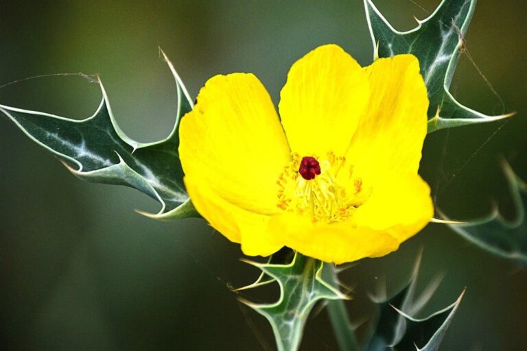Plantas medicinales: 50 medicinales mexicanas y sus usos