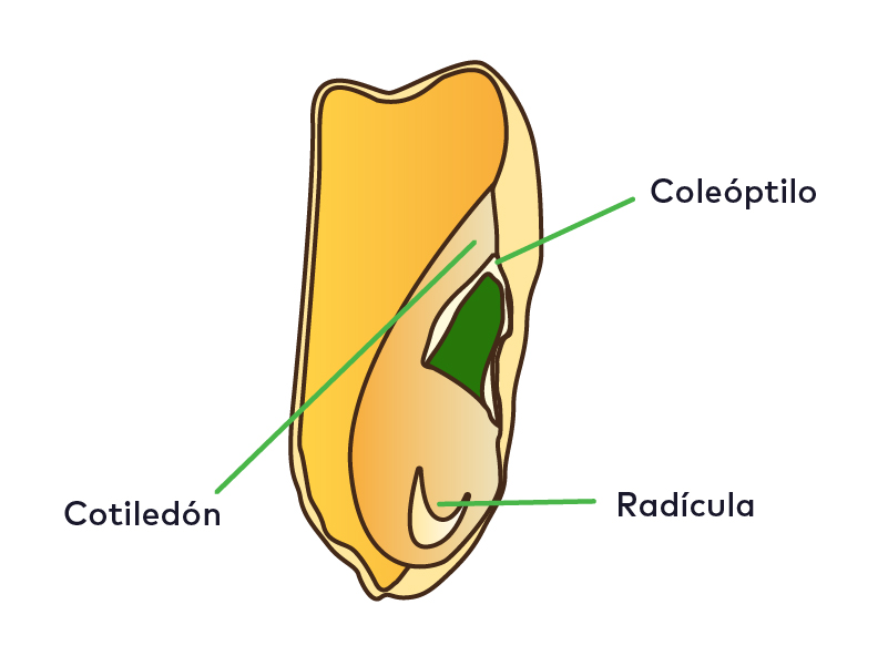 plantas monocotiledoneas ejemplos y caracteristicas clave