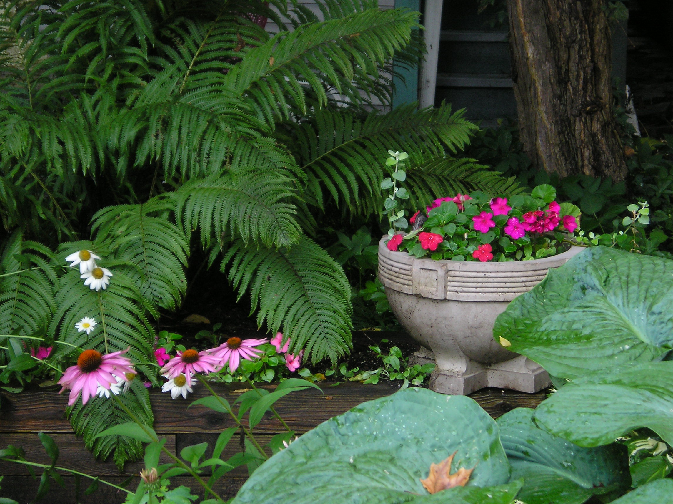 plantas sombra