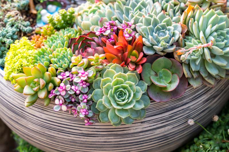 Plantas suculentas altas para jardines llamativos 2 plantas suculentas