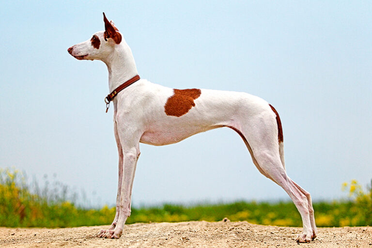 Podenco canario: características, carácter y mucho más