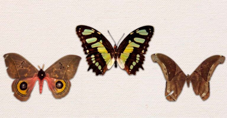 Polilla y mariposa: diferencias clave que debes conocer