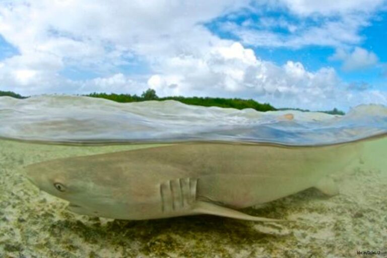 Por dónde respiran los peces Descubre su interesante sistema