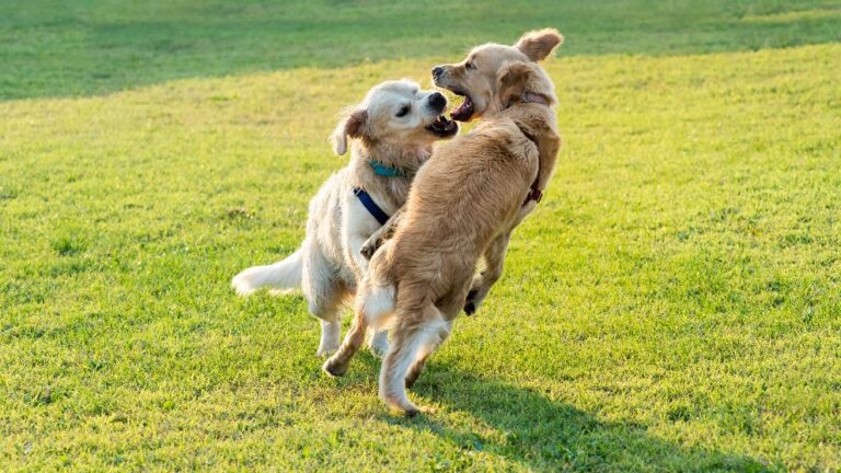 Por qué algunos chihuahuas son agresivos y rabiosos