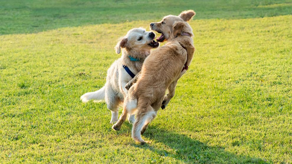 por que algunos chihuahuas son agresivos y rabiosos