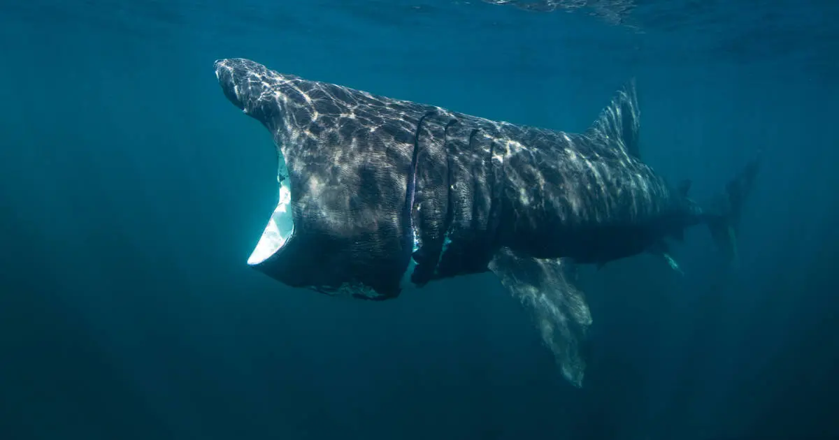 por que atacan los tiburones a los humanos mitos y realidades
