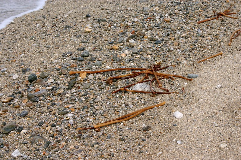 por que hay menos conchitas de mar en las orillas hoy