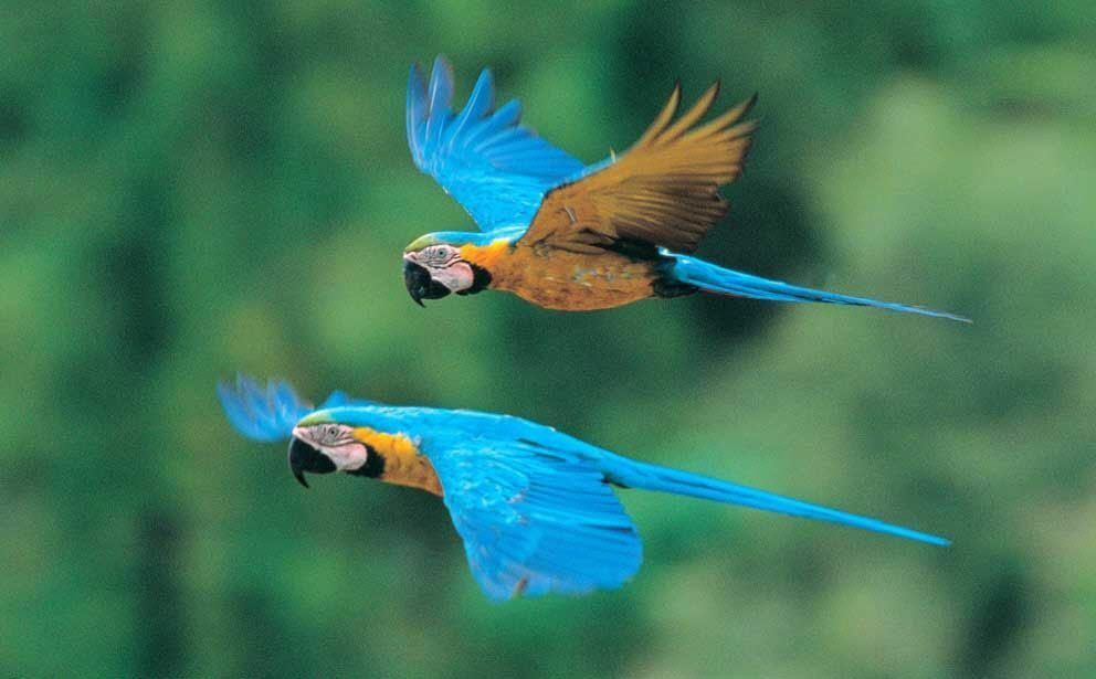 por que la guacamaya esta en peligro y cuales son sus causas
