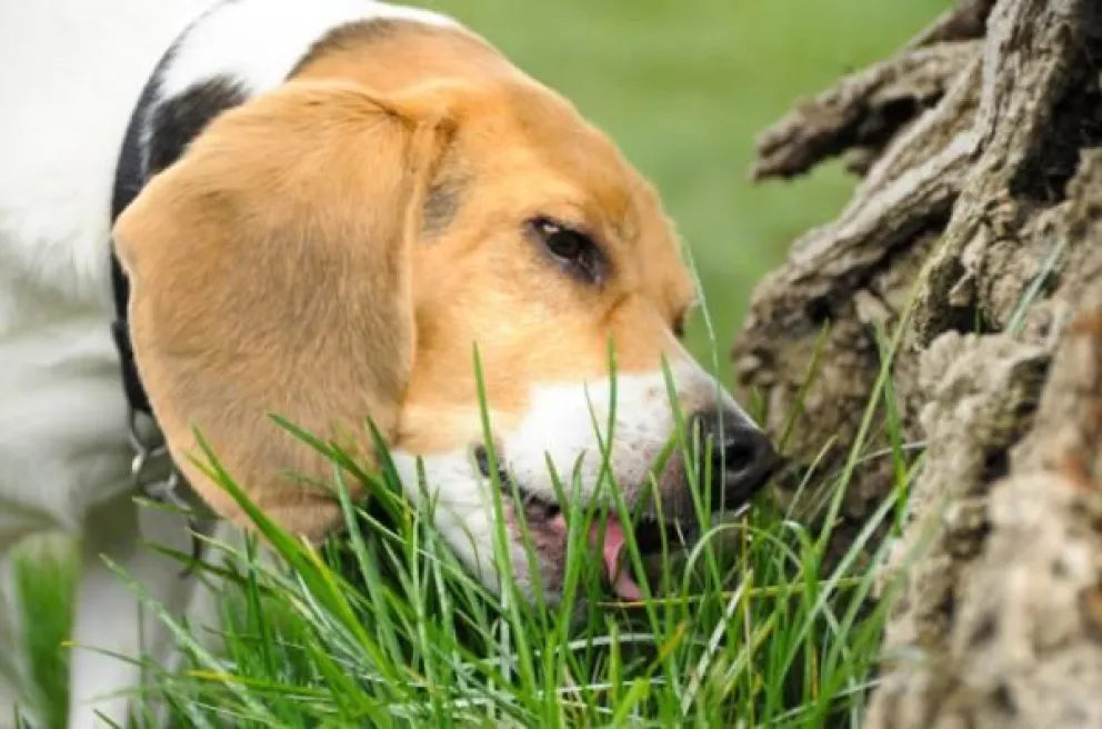 por que los gatos comen pasto y cuales son sus beneficios