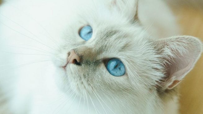 Por qué los gatos de tres colores son principalmente hembras