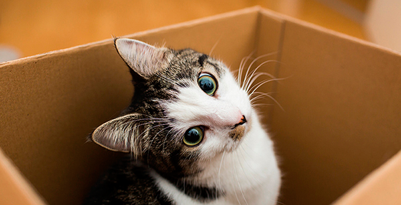 por que los gatos se restriegan razones y comportamientos