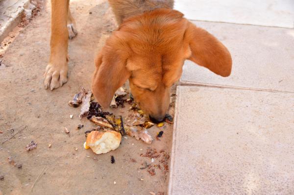 Por qué los perros se revuelcan en el pasto Descubre la razón