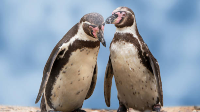 Por qué los pingüinos no pueden volar y sus adaptaciones