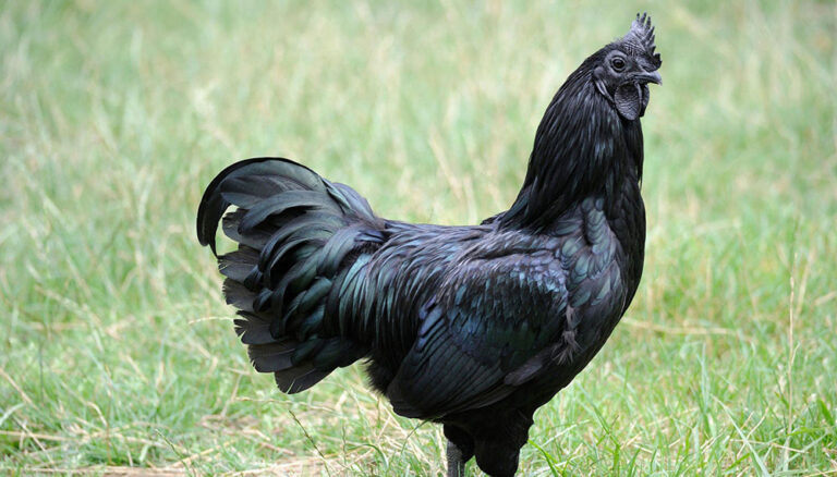 Por qué los pollos de carne negra tienen huesos y órganos oscuros