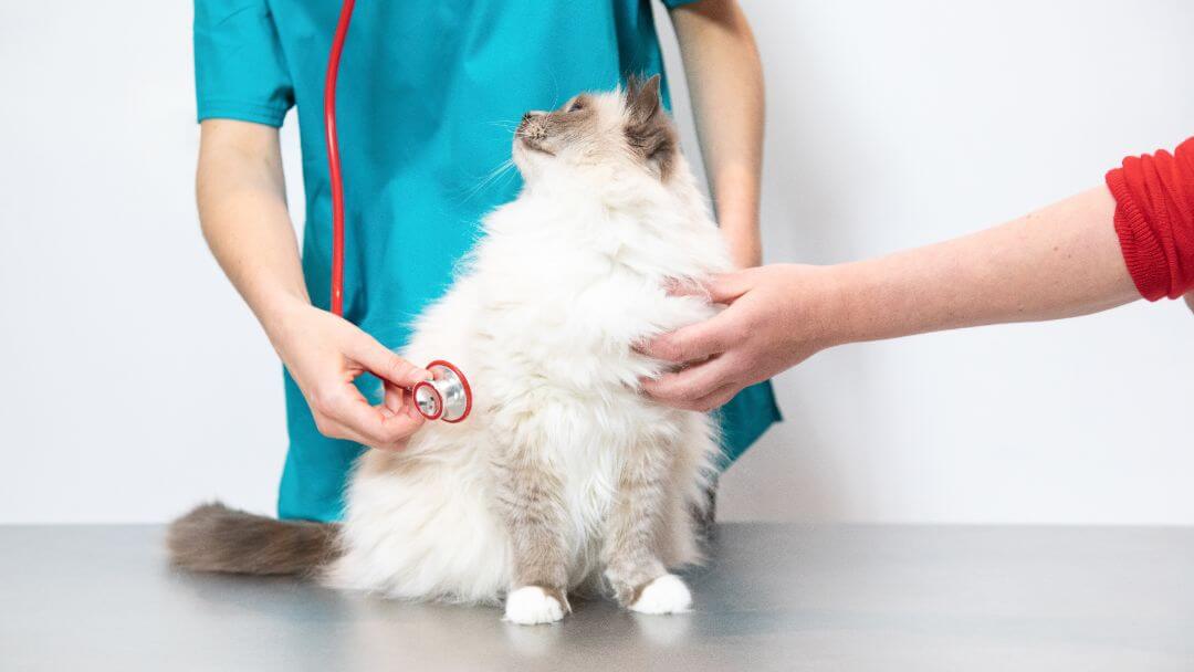por que mi gato tiene la panza hinchada y blanda que hacer