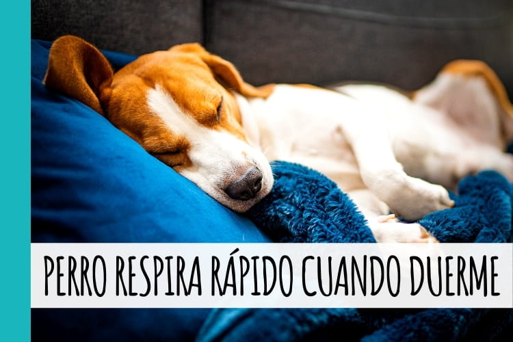 Por qué mi perro respira rápidamente mientras duerme