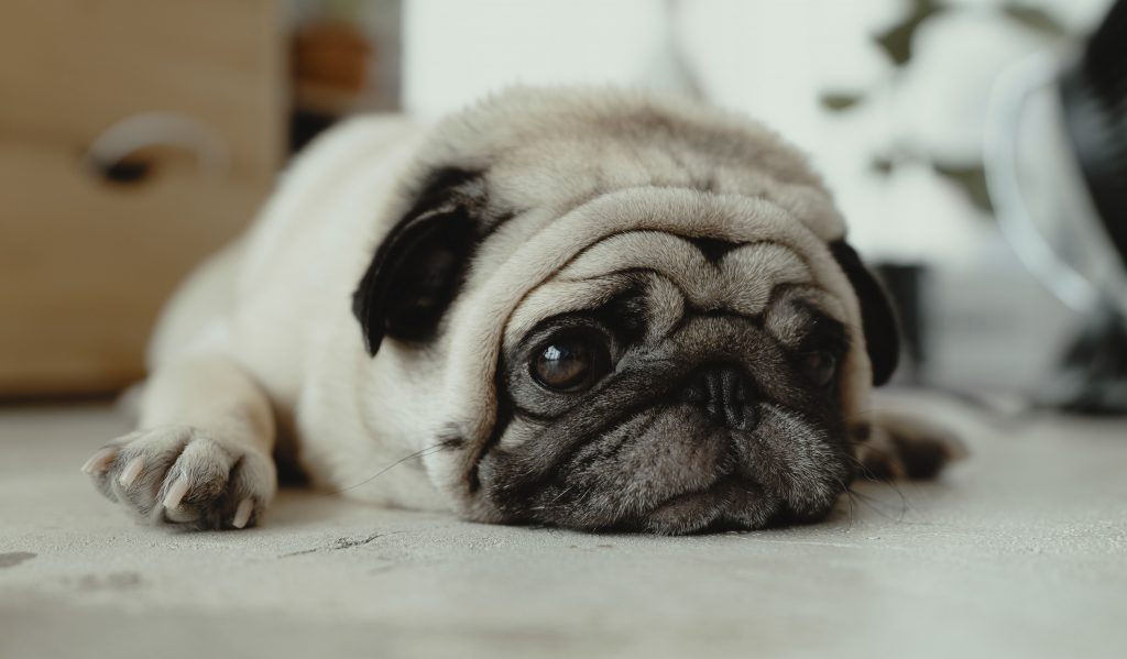por que mi perro tiembla y no quiere comer causas y soluciones