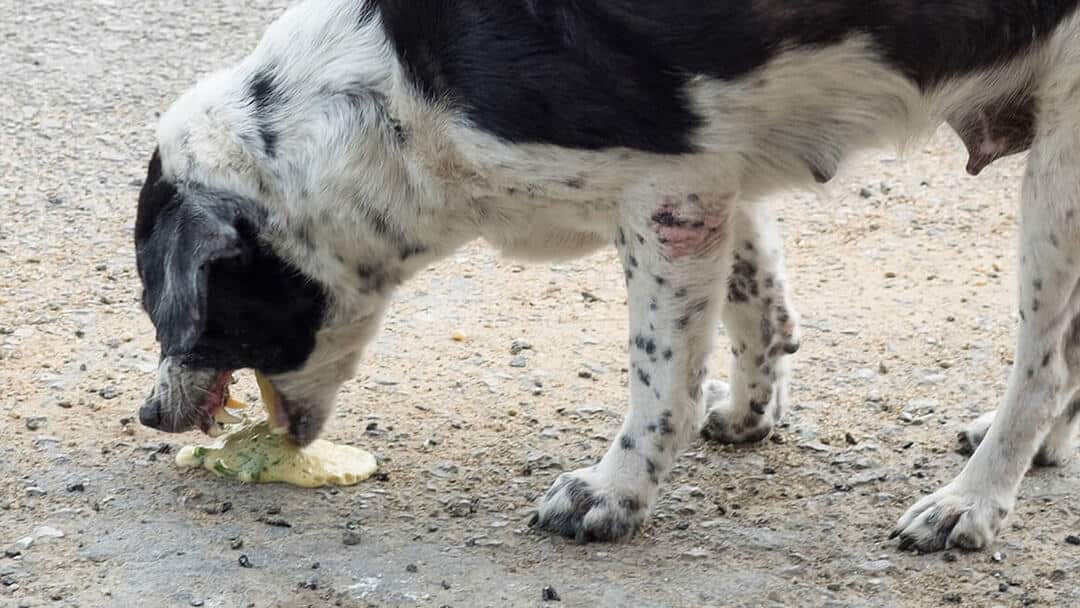 por que mi perro vomita sangre y que debo hacer al respecto