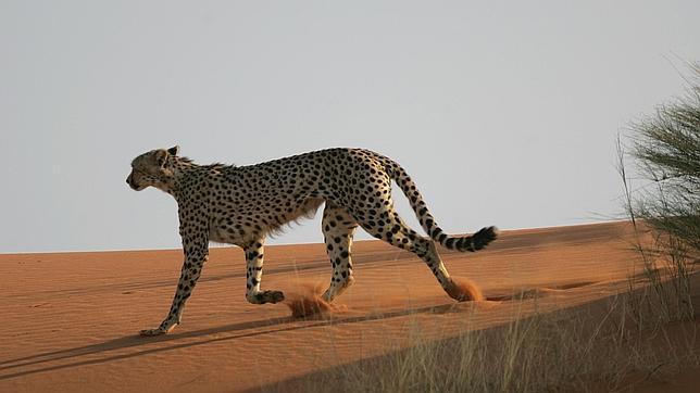 por que se considera al guepardo el animal mas veloz del planeta