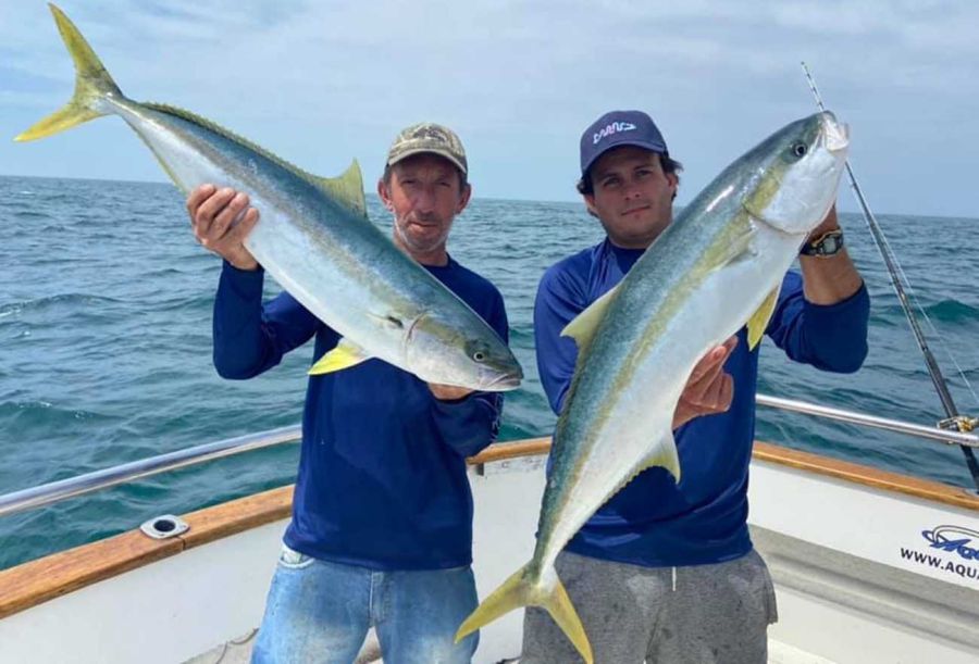 por que se liberaron 500 tiburones bebes en esta accion