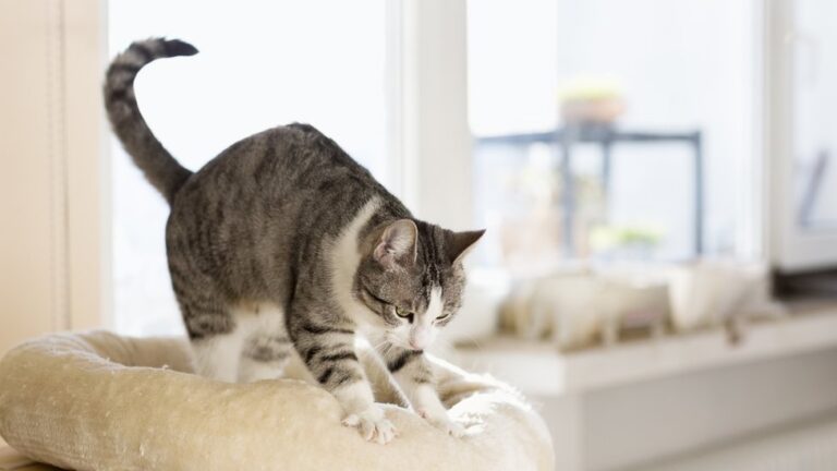 Por qué un gato llega a tu casa y qué mensaje trae contigo