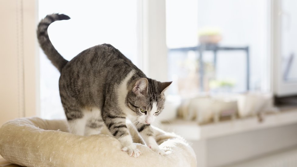 por que un gato llega a tu casa y que mensaje trae contigo