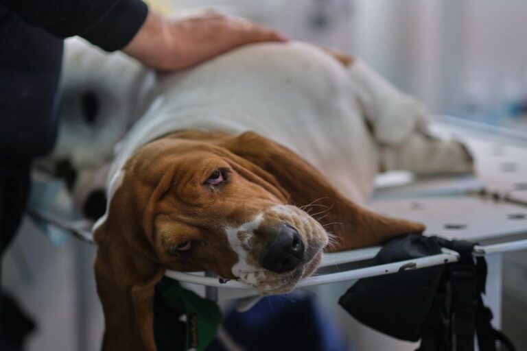 Porque mi perro respira rápido: causas y soluciones comunes