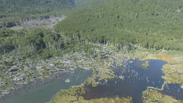 Presas: Relevancia, Tipos y Efectos en el Medio Ambiente