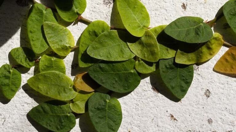 Primula: Cuidados esenciales para un crecimiento saludable