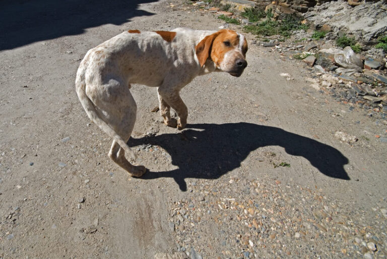 Puede un perro callejero comprender los gestos humanos