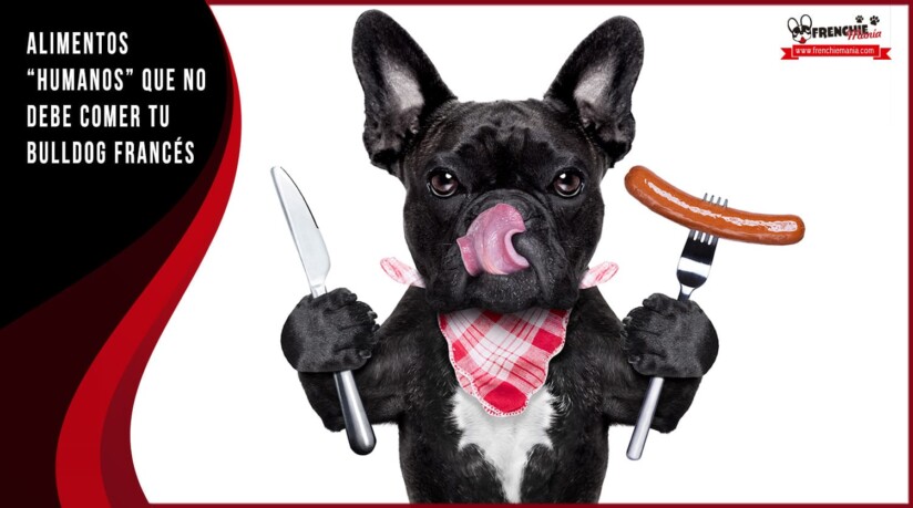 pueden comer gambas los perros todo lo que necesitas saber