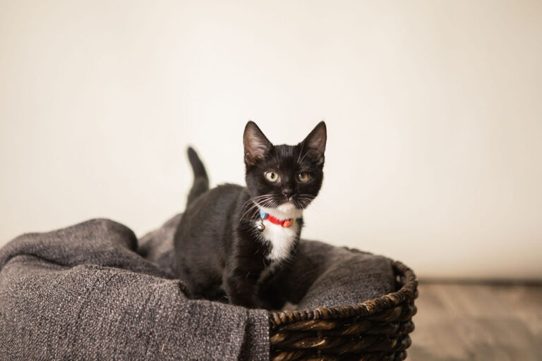 Pueden los gatos comer miel y qué beneficios y riesgos implica