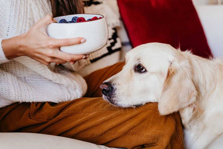 Pueden los perros comer frambuesas y qué beneficios tienen