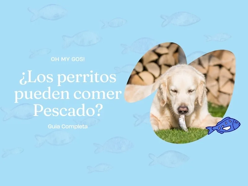 pueden los perros comer mejillones y que beneficios tienen