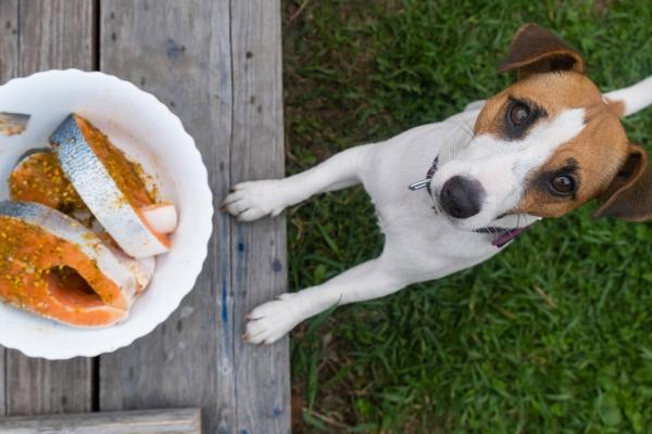Pueden los perros comer salmón y qué beneficios o riesgos tiene