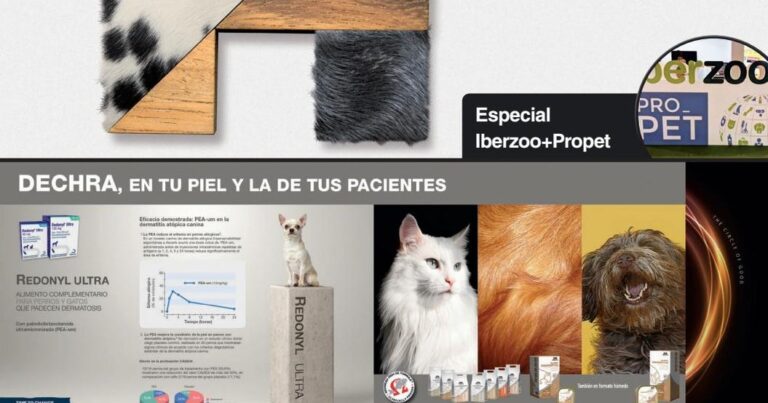 Pulga: Cómo eliminarla de la ropa y zapatos efectivamente
