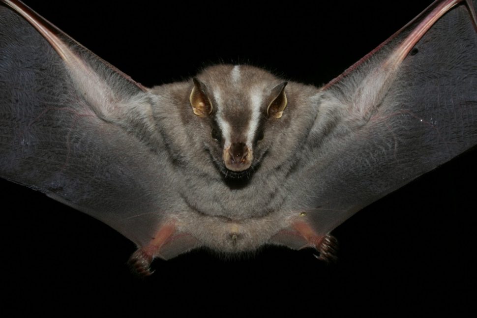 quales son las curiosidades sobre los zorros voladores
