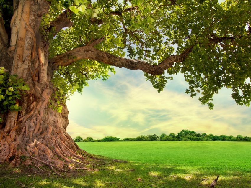 que 11 arboles pequenos son ideales para el jardin
