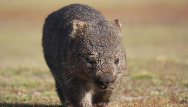 Qué animales son similares al castor y qué los asemeja
