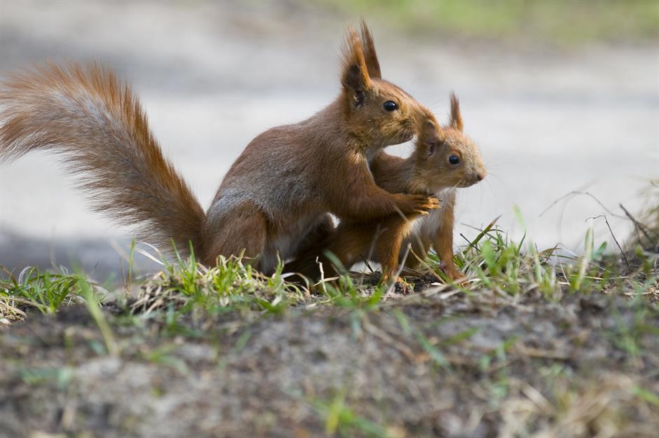 que animales sorprendentemente disfrutan comiendo hormigas