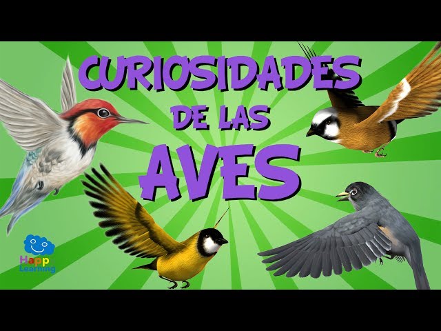 Qué características tienen las aves que no vuelan y ejemplos